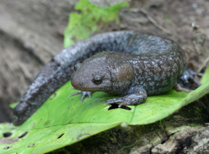 Mole Salamander